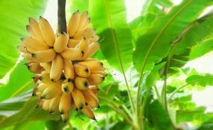 GMO Bananas Versus Organic Which Is the Healthier Choice
