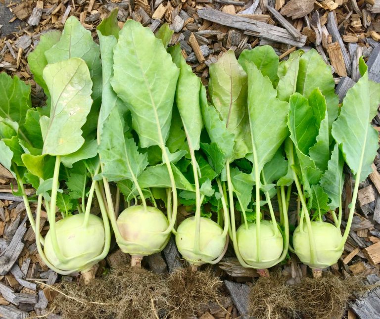 Quick Kohlrabi Pickles