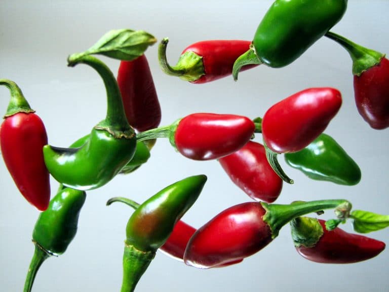 Why Are My Jalapenos Turning Red?