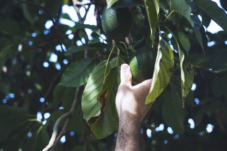 Interesting Benefits Of Avocado Leaves