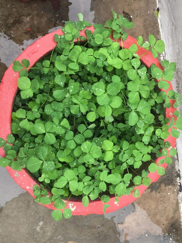 Best Substitutes For Fenugreek Leaves