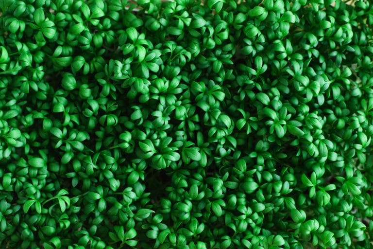 Best Substitutes For Watercress