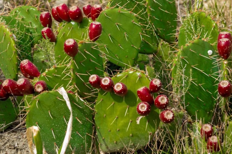 What Does Cactus Taste Like?