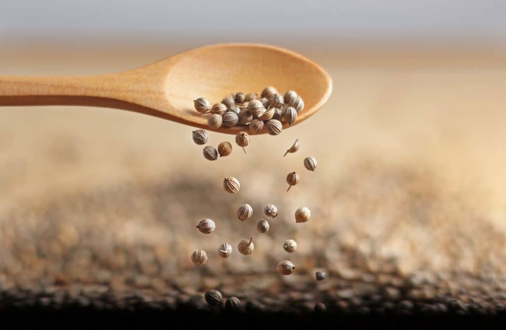 Coriander