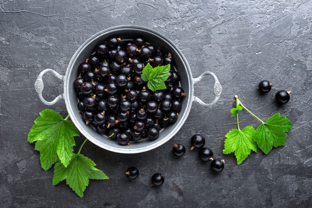 Blackcurrant berries with leaves, black currant