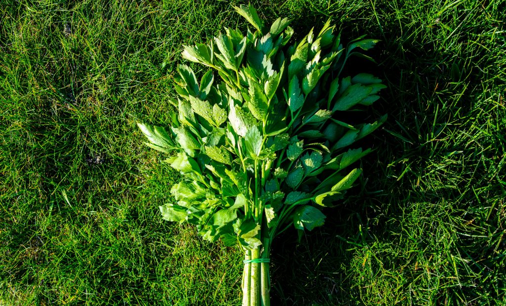 bunch of young lovage on a green grass in spring time