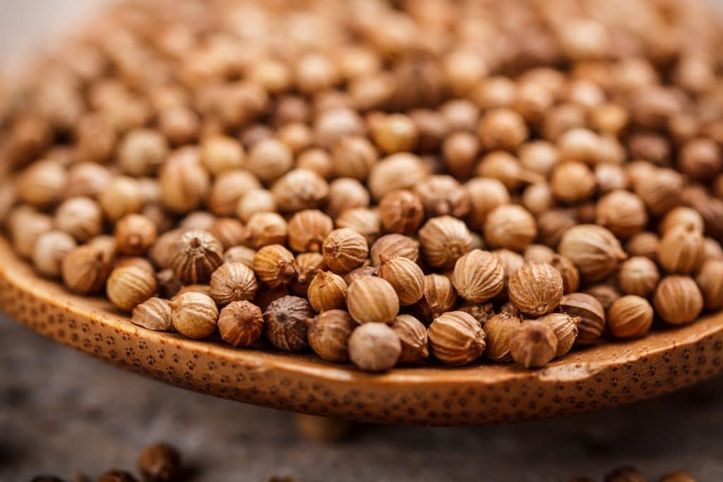 Close up of dried coriander seeds
