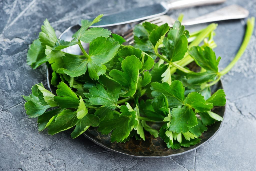 fresh celery on plate and on a table