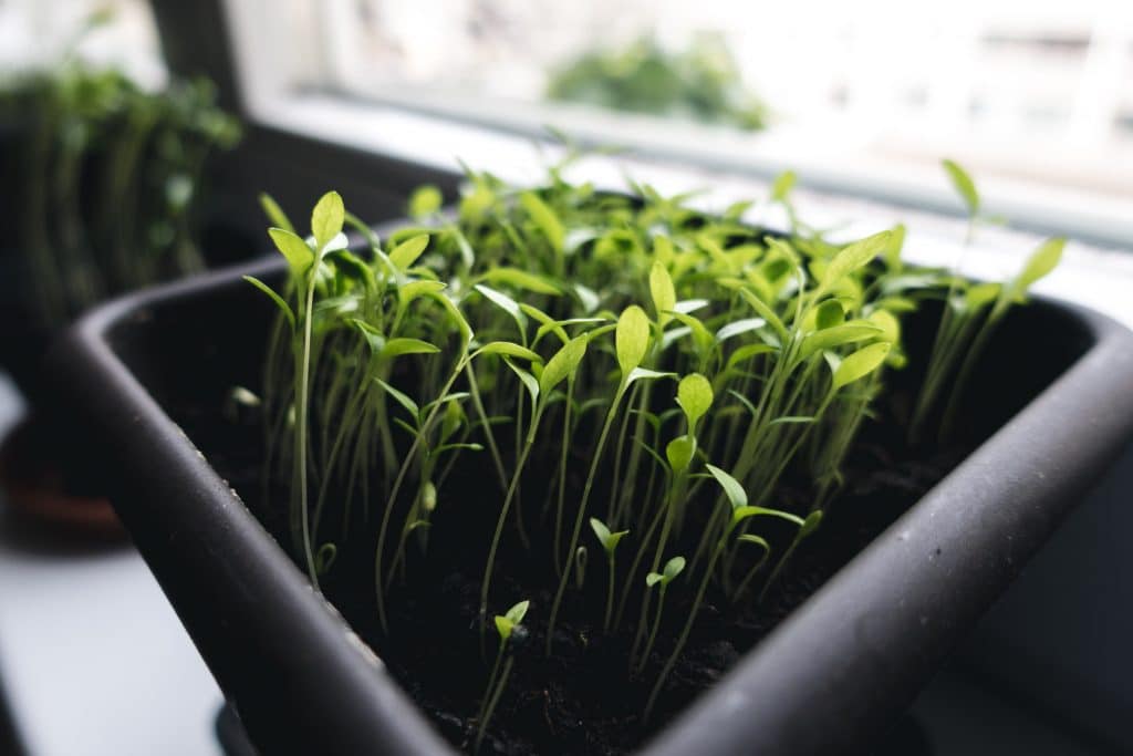 Growing cilantro seeds in a pot
