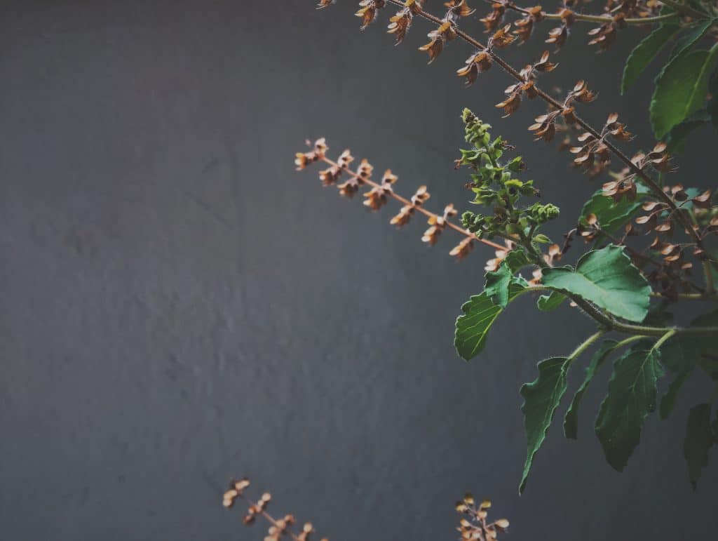 Holy Basil