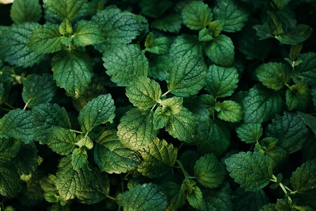 Green Mint Plant Grow Background.