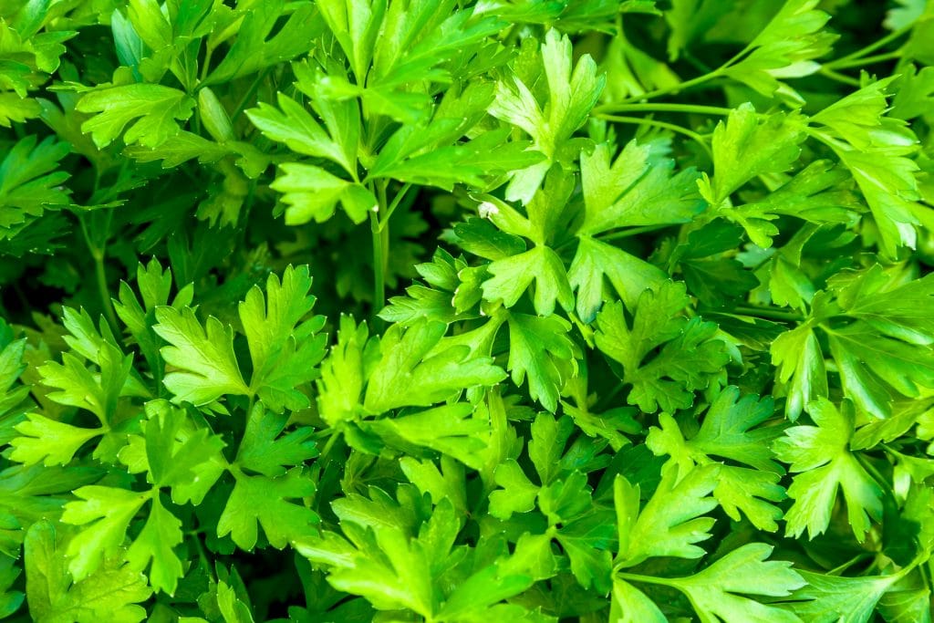 Composition of a bunch of parsley plant on soil