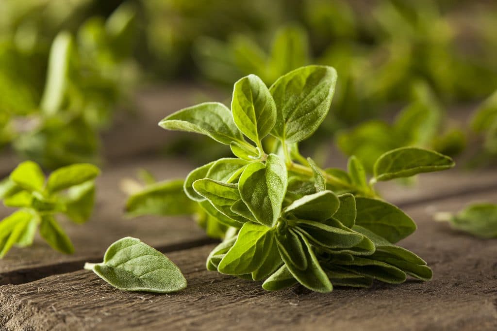 Raw Green Organic Oregano Ready to Use