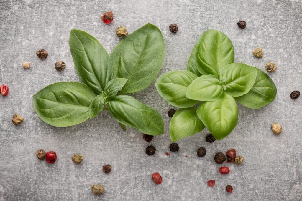 Sweet basil leaves over grey stone background. Top view.