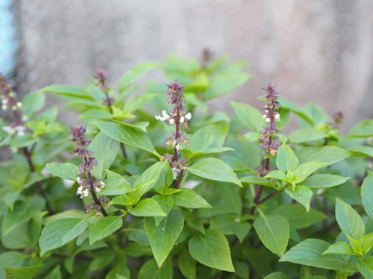Best Substitutes For Thai Basil