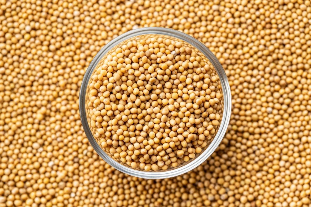 Yellow mustard seeds in bowl. Top view.