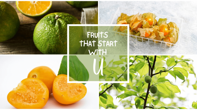 All The Fruits That Start With U
