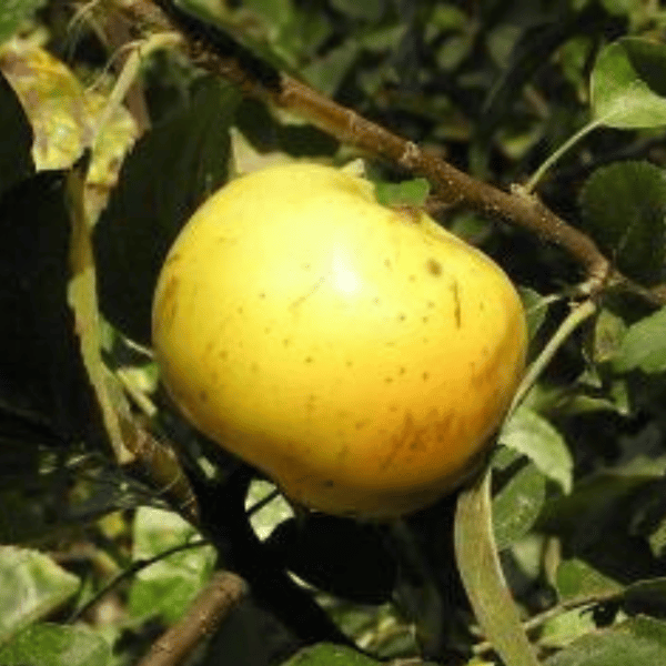 This image has an empty alt attribute; its file name is Ozark-Gold-Apple.png
